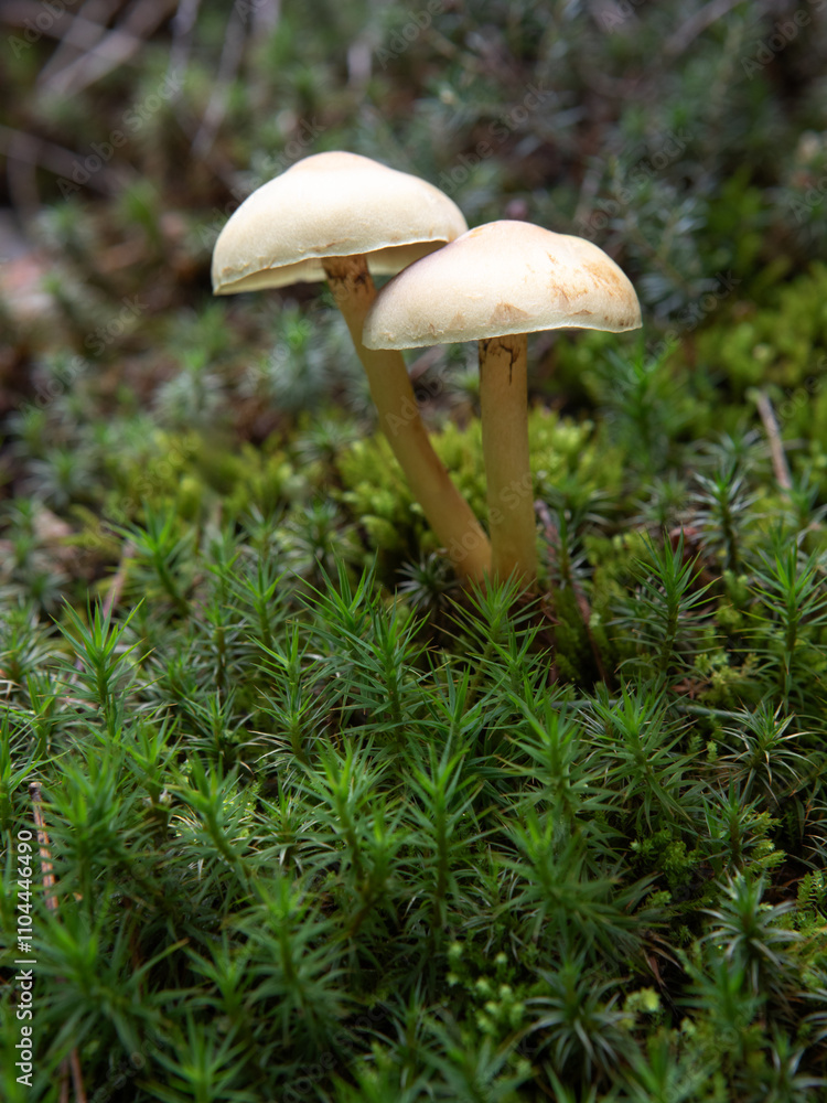 custom made wallpaper toronto digitalTwo mushrooms among the moss