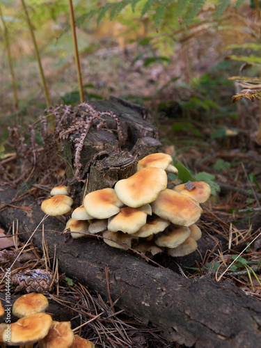 Wallpaper Mural Mushroom clump on a trunk in autumn Torontodigital.ca