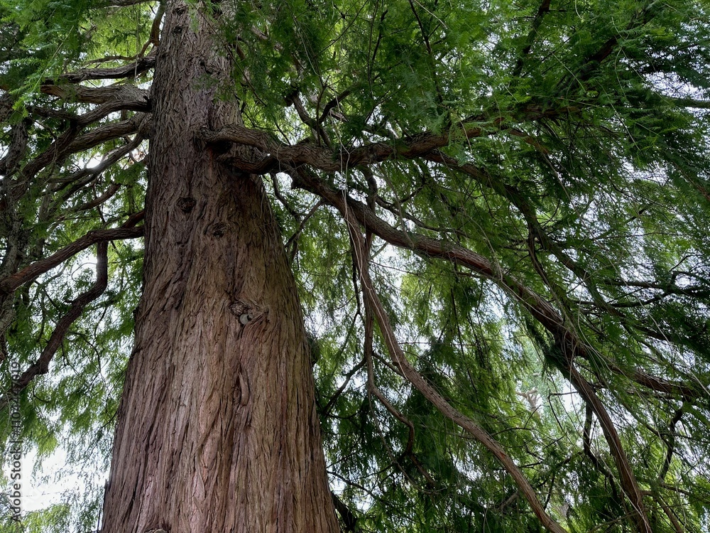 Beautiful tree with green leaves growing outdoors, low angle view Beautiful tree with green leaves growing outdoors, low angle view