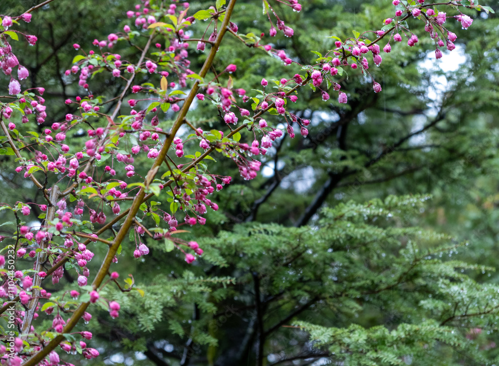 Halls crabapple tree branch closeup view, Small pink buds with dew. Japanese garden in Spring Halls crabapple tree branch closeup view, Small pink buds with dew. Japanese garden in Spring