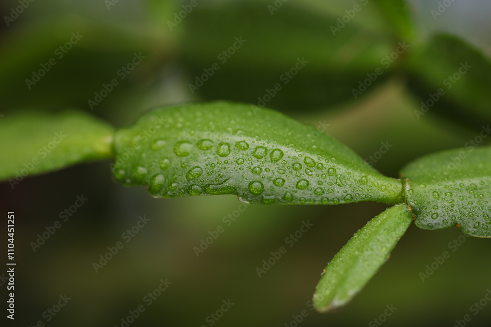 Green leaves of a houseplant in drops of water Green leaves of a houseplant in drops of water