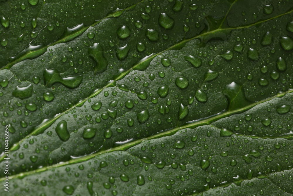 Background of green leaf in raindrops Background of green leaf in raindrops