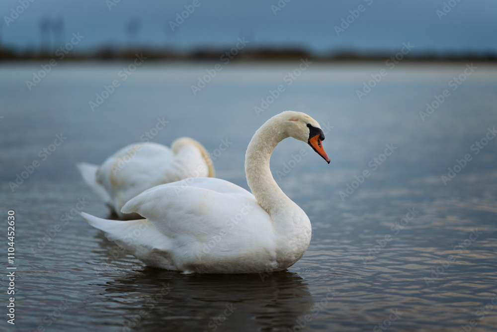 Fototapeta premium swan on the river Danube at evening