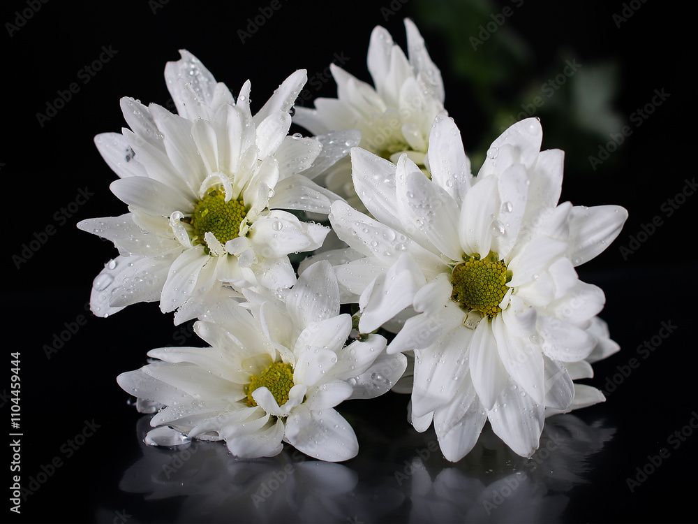 Obraz premium Flores blancas con gotas de agua