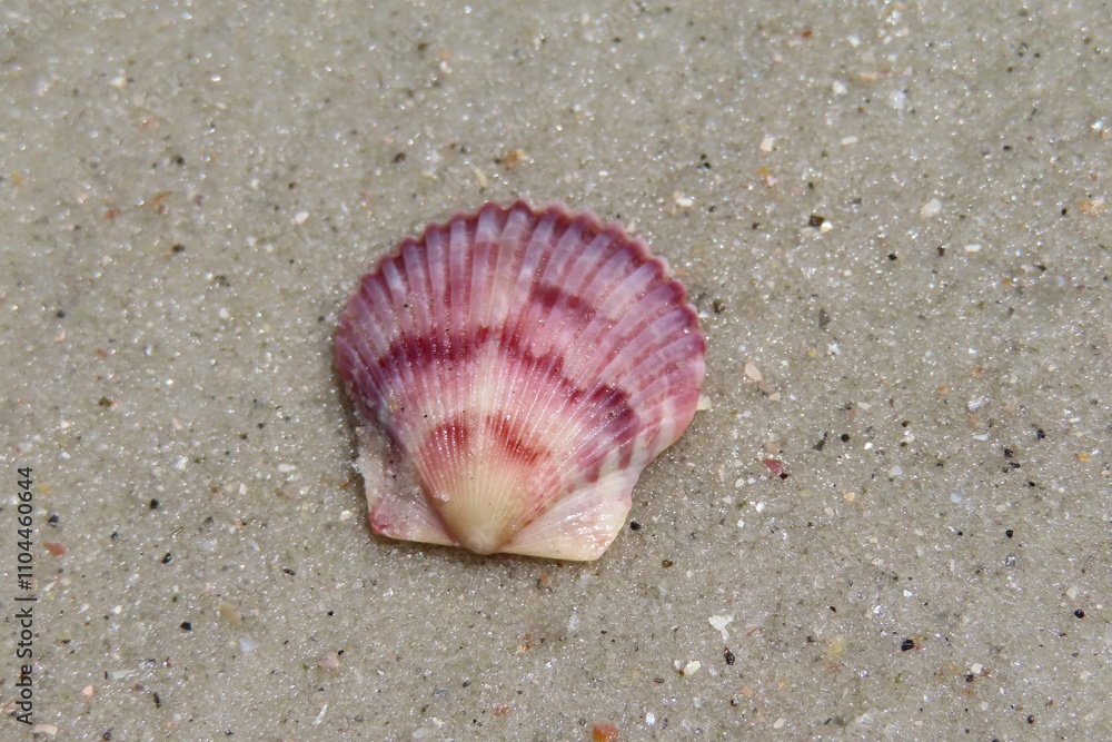Pink shell on the beach in Atlantic coast of North Florida, closeup Pink shell on the beach in Atlantic coast of North Florida, closeup