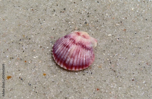 Beautiful pink seashell on sand background in Atlantic coast of North Florida, closeup photo