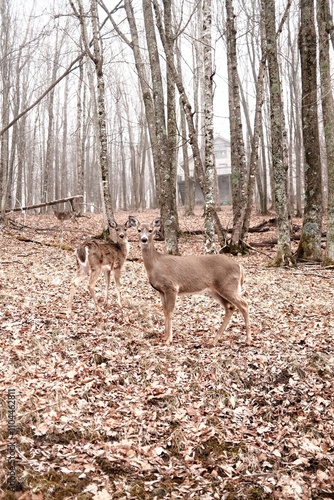 deer in the woods on a winter day
