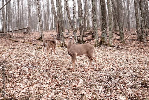 deer in the woods on a winter day