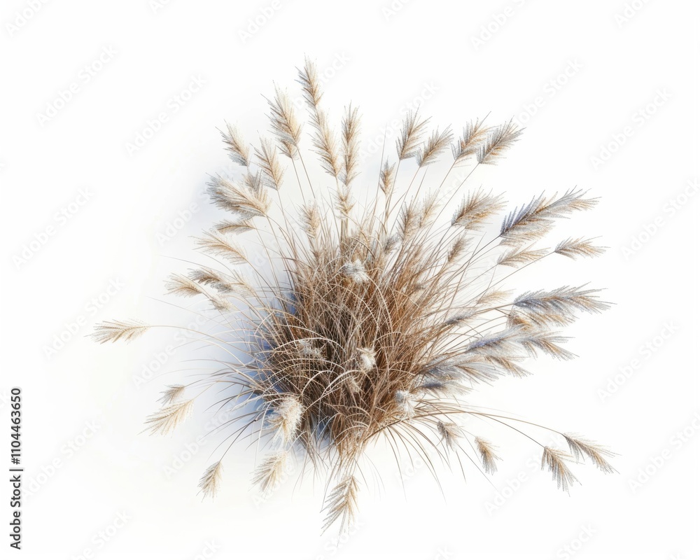 A lush cluster of golden grass, beautifully arranged against a stark white background. A lush cluster of golden grass, beautifully arranged against a stark white background.