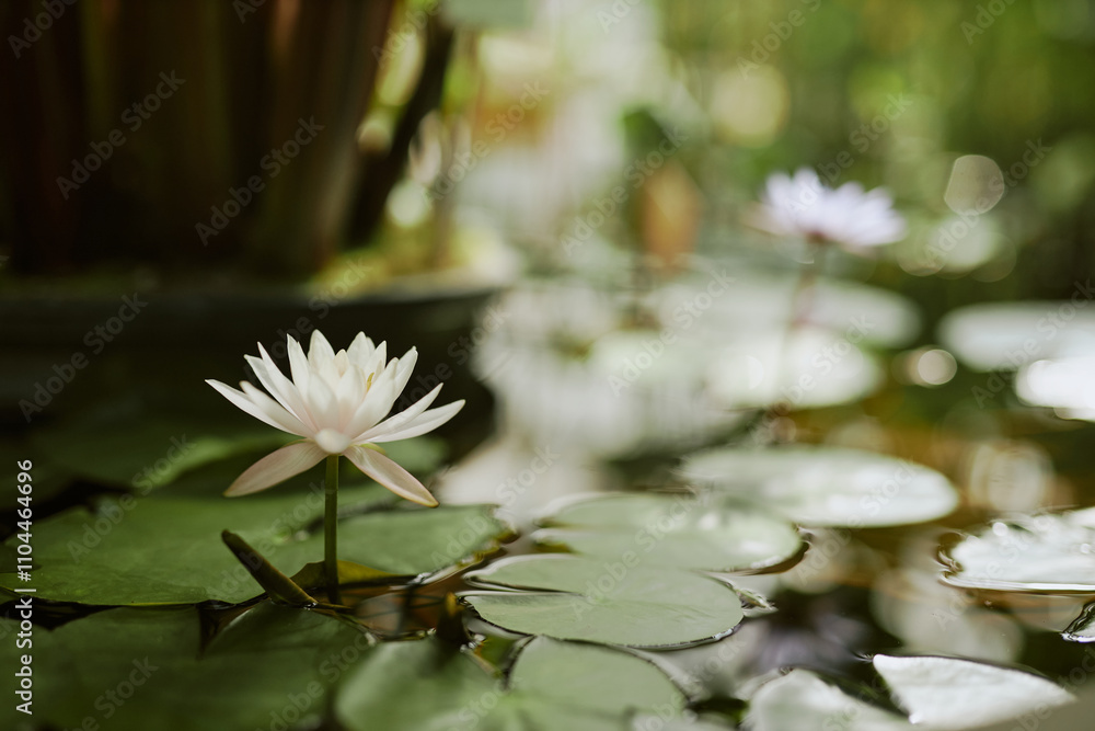 No people shot of beautiful water lily growing and blooming in pond, copy space No people shot of beautiful water lily growing and blooming in pond, copy space