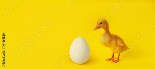 banner one egg and small yellow duckling on yellow background, selective focus, minimalism