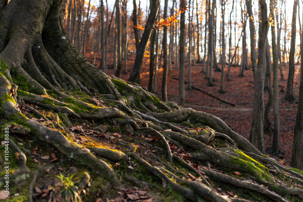 Late Autumn mood in forest Late Autumn mood in forest