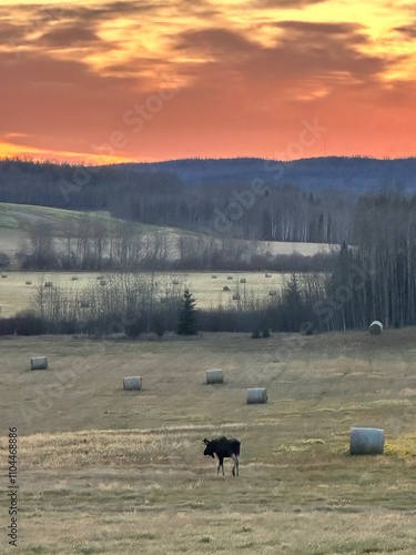 Moose in Hayfield