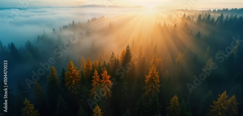 Aerial view of misty fir forest at sunrise. Sunlight beams through fog highlighting golden trees. Scenic nature landscape. Misty forest. Autumn season. Mountain peak. Natural beauty. Glowing sun.