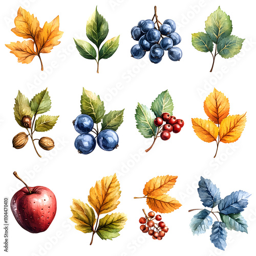 set of watecolor autumn leaves nuts berries with white shades, text area, png photo