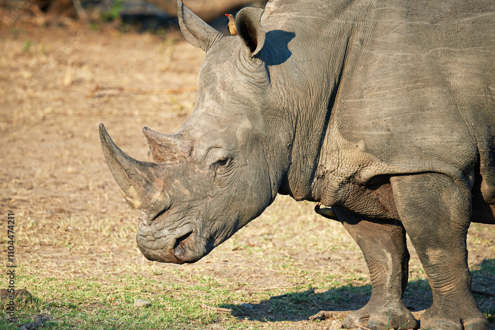 Fototapeta premium Rhino, animal and game reserve with sustainability and environment for indigenous wildlife in Africa. Conservation, protected area and nature with travel, safari and outdoor sanctuary in Kenya