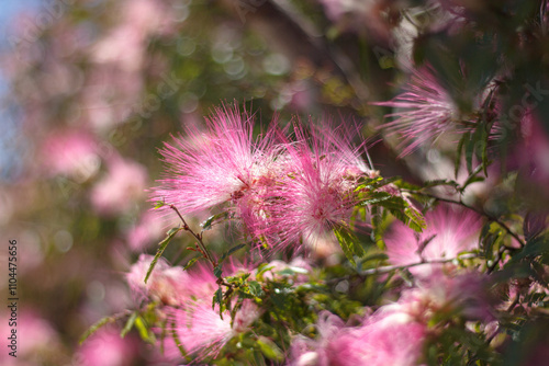 calliandra brevipes or sponge in Guarani garden photo