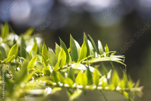 Blue sky with green leafs in Porto Alegre RS Brazil