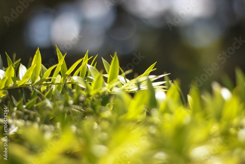 Blue sky with green leafs in Porto Alegre RS Brazil
