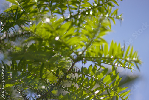 Blue sky with green leafs in Porto Alegre RS Brazil
