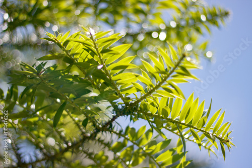 Blue sky with green leafs in Porto Alegre RS Brazil