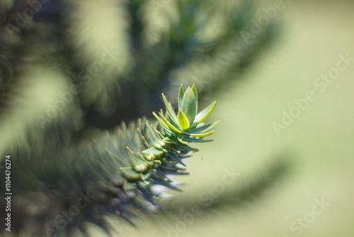 Branches of the araucaria tree