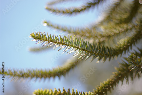 Branches of the araucaria tree