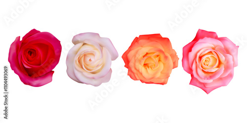 Set of rose Realistic vector elements set of rose open flower isolated on white Vector illustration