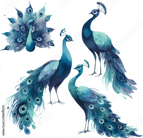 Set with peacocks painted in watercolor. Set with peacocks. Bright bird