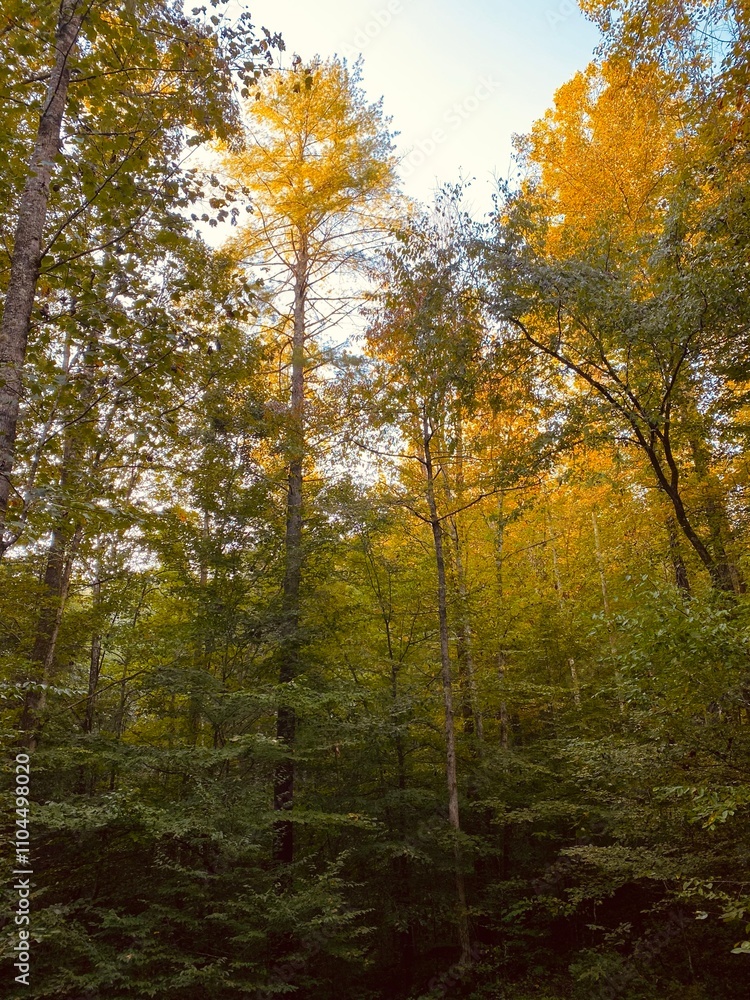 Tall trees with golden leaves in Red River Gorge, Kentucky Tall trees with golden leaves in Red River Gorge, Kentucky
