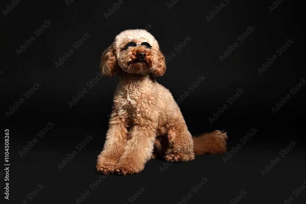 Cute Toy Poodle dog in sunglasses on black background. Lovely pet Cute Toy Poodle dog in sunglasses on black background. Lovely pet