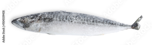 Photography One frozen mackerel fish isolated on white, top view