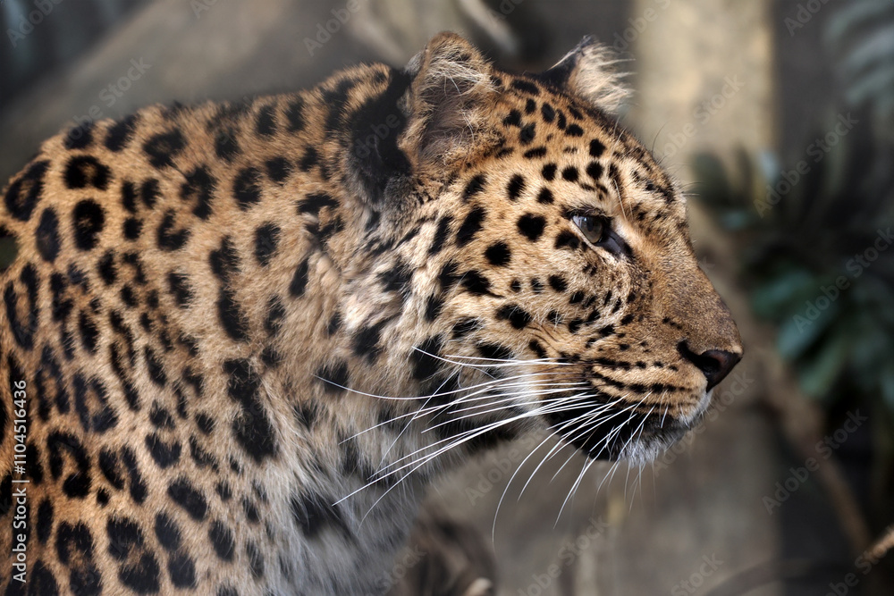 The Sri Lankan leopard (Panthera pardus kotiya)