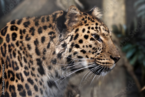 Obraz na płótnie The Sri Lankan leopard (Panthera pardus kotiya) w salonie