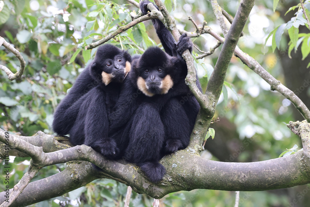 The yellow-cheeked gibbon (Nomascus gabriellae), also called the golden-cheeked gibbon