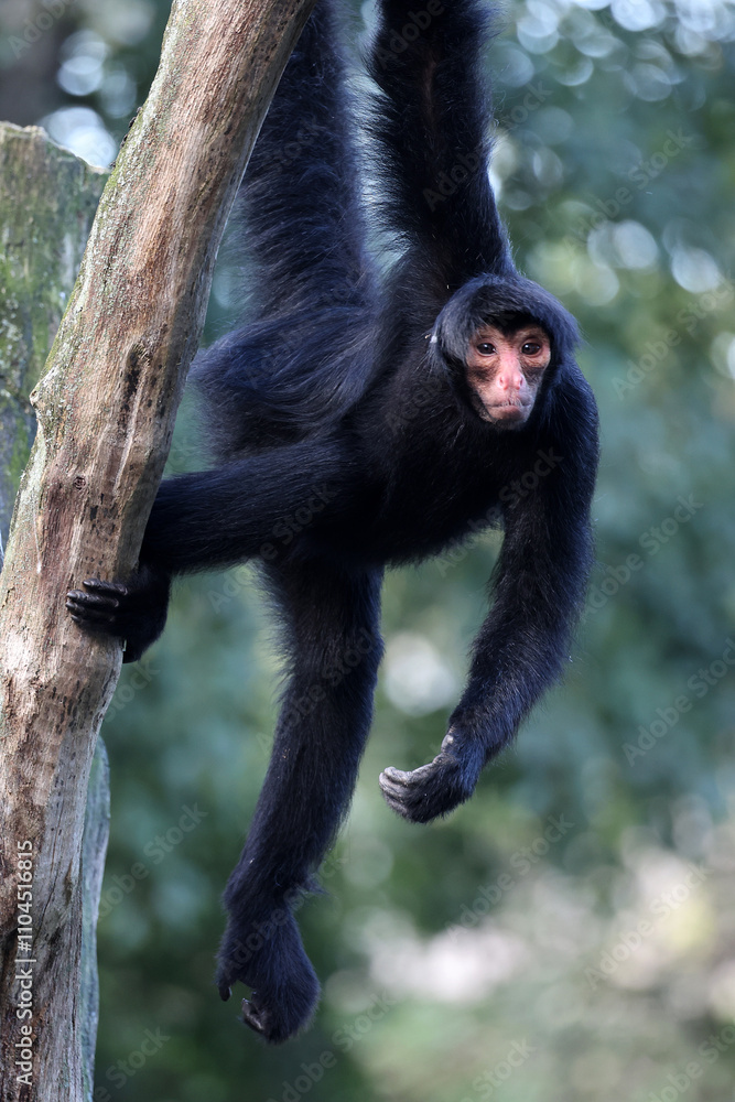 The red-faced spider monkey (Ateles paniscus), also known as the Guiana spider monkey or red-faced black spider monkey