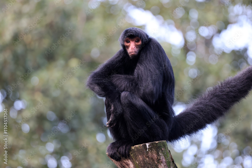 The red-faced spider monkey (Ateles paniscus), also known as the Guiana spider monkey or red-faced black spider monkey