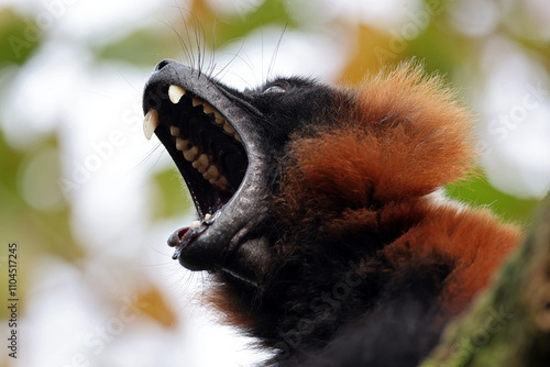 Close up shot of Red Vari (Varecia rubra) lemur