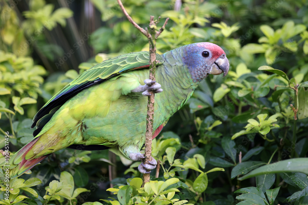 close up view of a beautiful red-tailed amazon (Amazona brasiliensis),