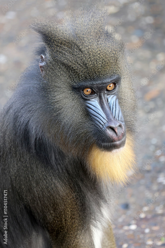 African Mandrill (Mandrillus sphinx) ape close up shot