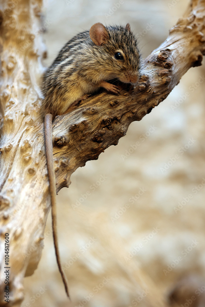 The Barbary striped grass mouse (Lemniscomys barbarous) close up shot