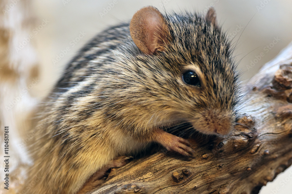 The Barbary striped grass mouse (Lemniscomys barbarous) close up shot