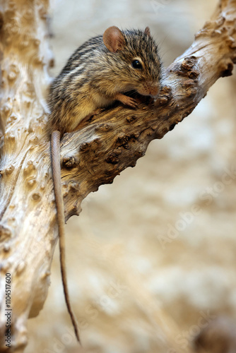 Obraz na płótnie The Barbary striped grass mouse (Lemniscomys barbarous) close up shot w salonie