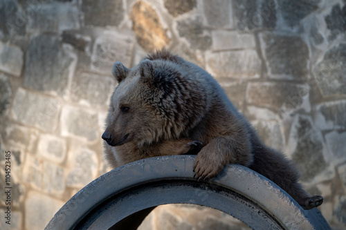 Canvas Print brown bear in the zoo, istanbul