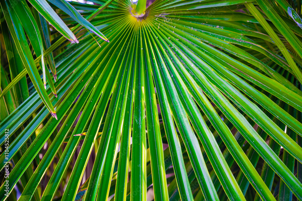Fototapeta premium Palm leaves close-up against the sky, green natural background.