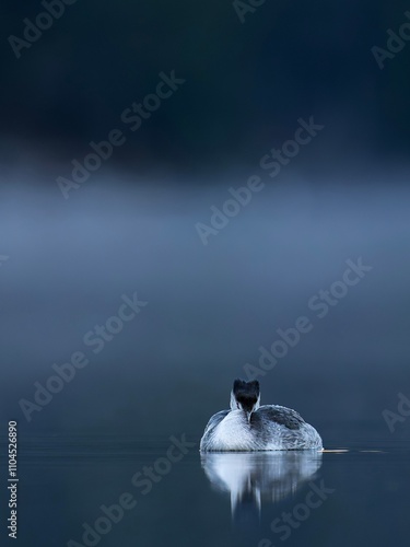 Haubentaucher auf einem Gebirgssee