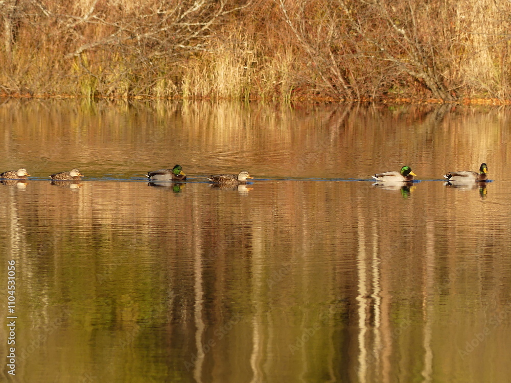 Ducks on a pond Ducks on a pond