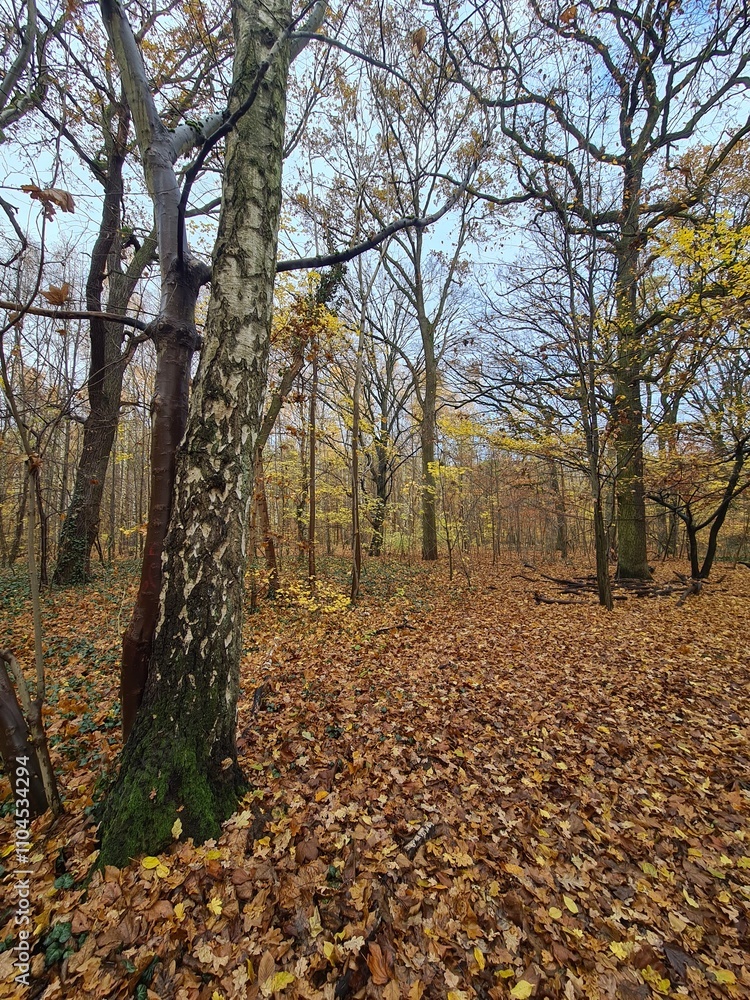 Herbstmagie: Der schöne Plänterwald an einem Herbsttag in Berlin Treptow Herbstmagie: Der schöne Plänterwald an einem Herbsttag in Berlin Treptow