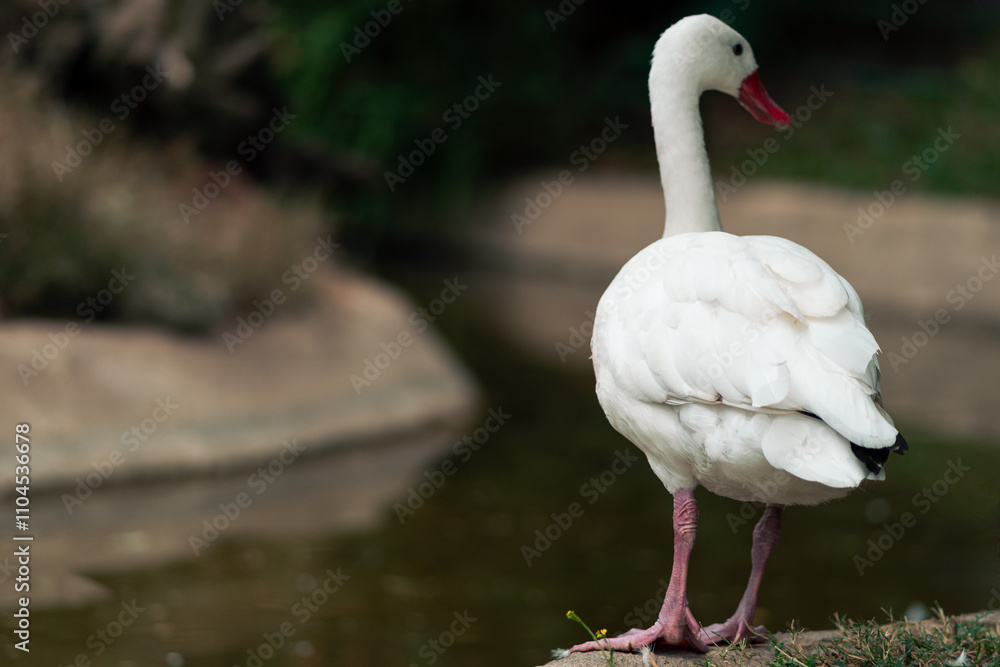 Obraz premium View of a white duck swimming and posing in its lake in a natural zoo. On a cloudy day. No people, just in its natural environment.