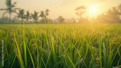 Partially blurred daytime rice field backdrop for showcasing products or designing visuals with copy space.